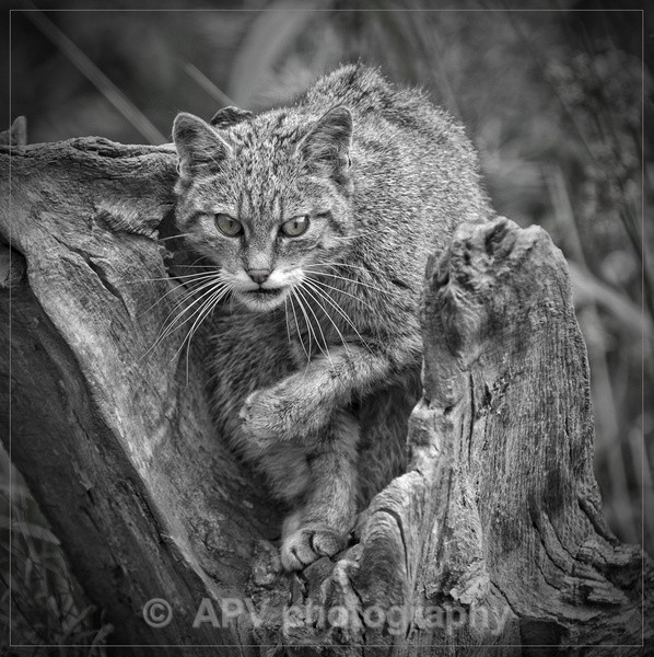 Scottish Wildcat - Natures Photos with Bob Brind-Surch.