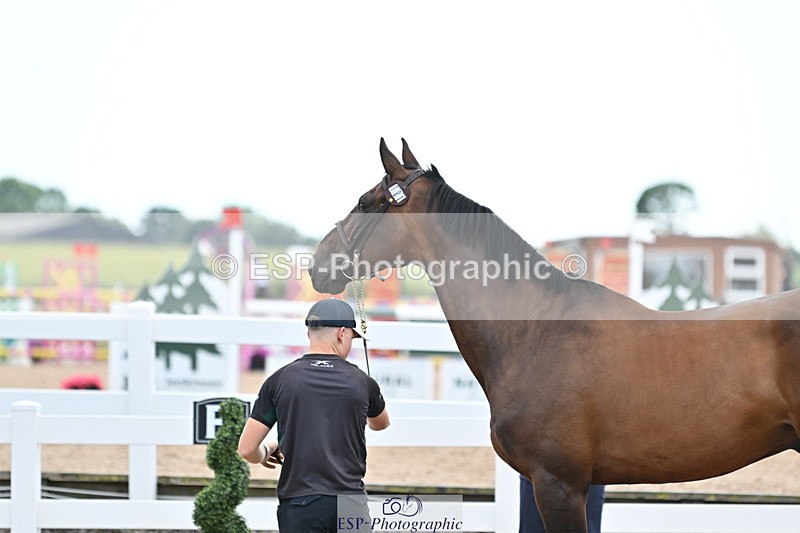 240717A-142506-02062 - Trot Up 2pm to 3pm - This folder is not in time order