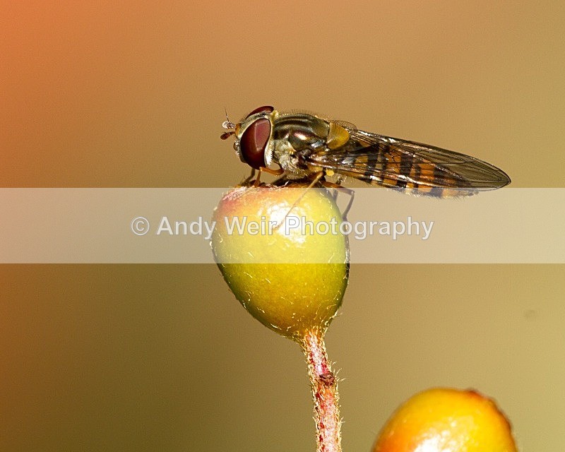 20110723-_MG_6261 - Insects