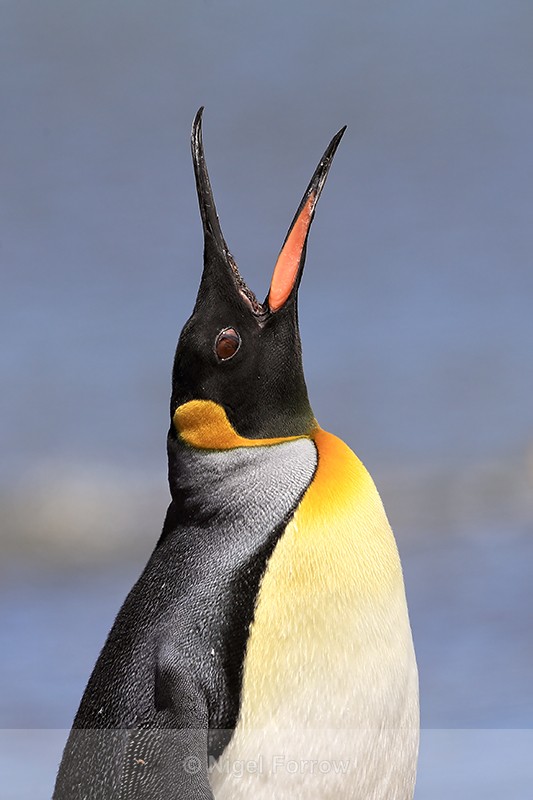 King Penguin calling, Volunteer Point, Falklands - King Penguin