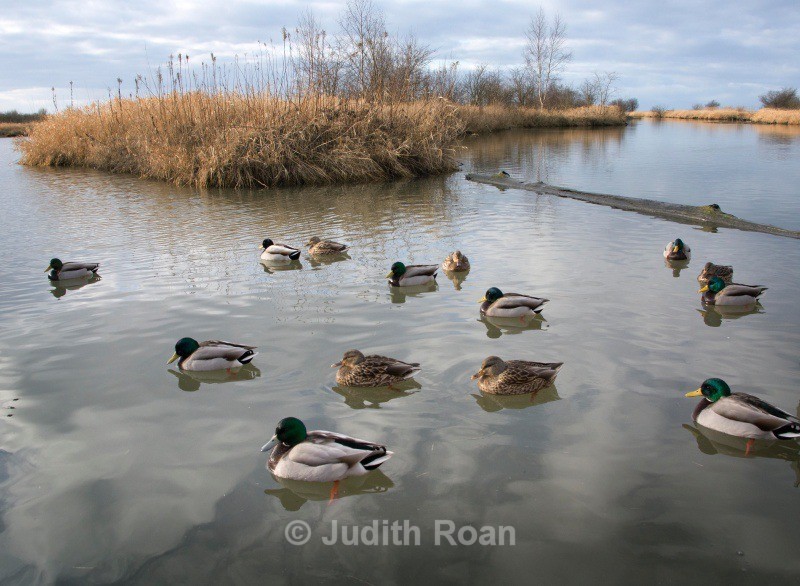 Reifel refuge Mallards in lagoon - Backyard Birds of the Pacific Northwest