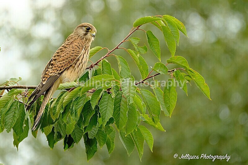  - Wildlife and Nature
