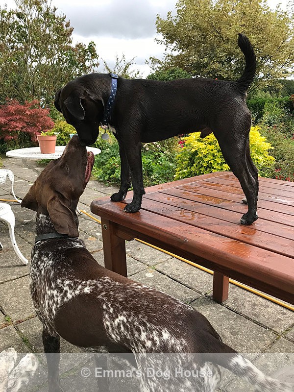  - Dogs