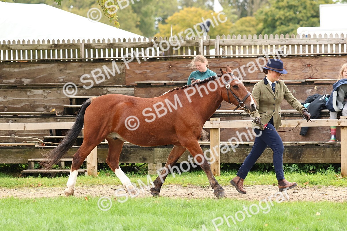 SBM_41707 - S26 - Mature Veteran In Hand