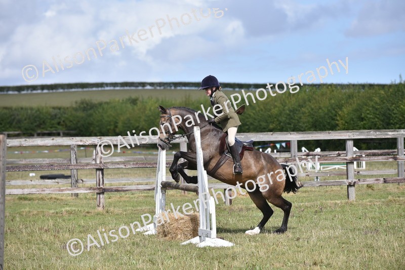 20250831-4098 - Class 13 - Working Hunter Horse or Pony