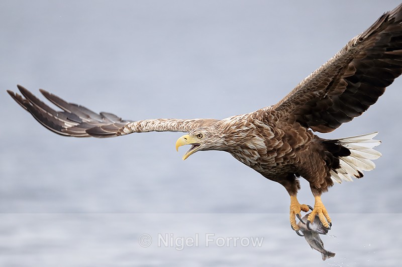 Sea Eagle calling after dive, Flatanger, Norway - White-tailed Sea-Eagle