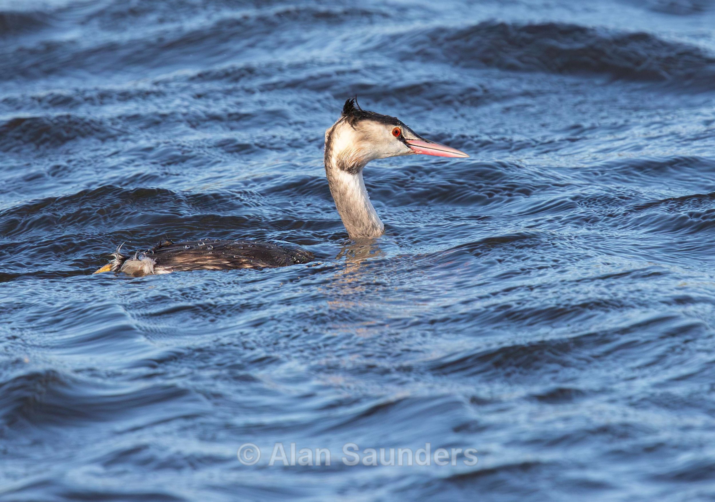 Great Crested Grebe 1