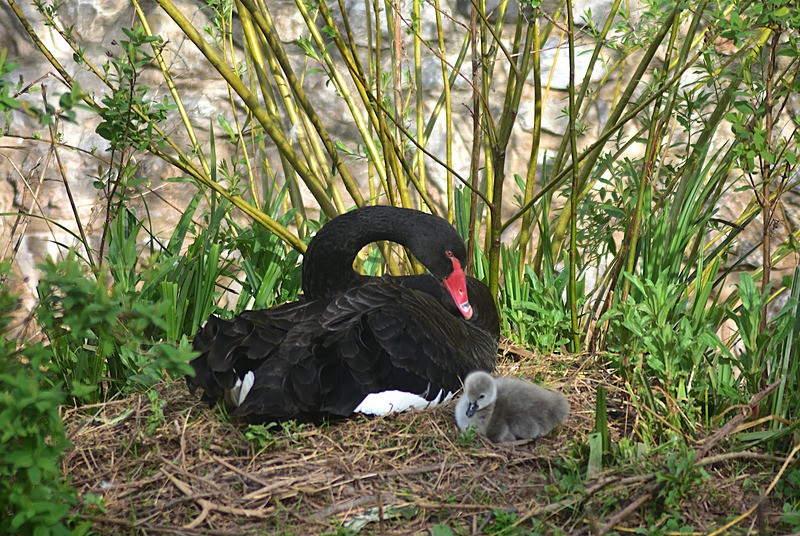 Black Swan Cygnet Spring 2026 5 - Dawlish and Black Swans