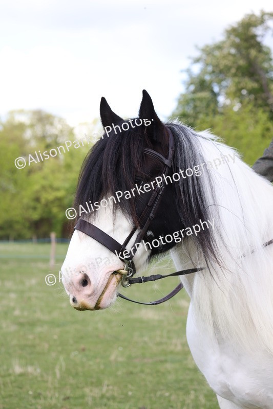 20250427-4094 - Class 34 - Best Riding Horse Over 14.2hh