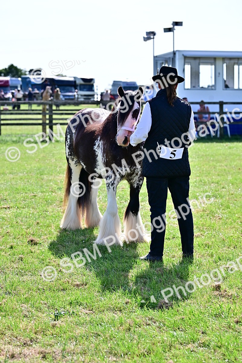 SBM_09477 - Class 63-65 - Traditional Gypsy Cobs In Hand & Ridden