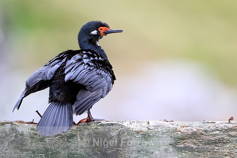 Rock Shag drying wings, Carcass Island, Falklands - Rock Shag