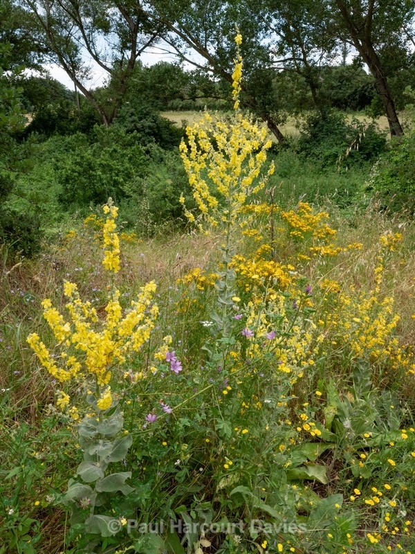 Broad-leaved mullein (Verbascum pulverulentum) in a wild Italian Garden. - Flowers in the Landscape - 2