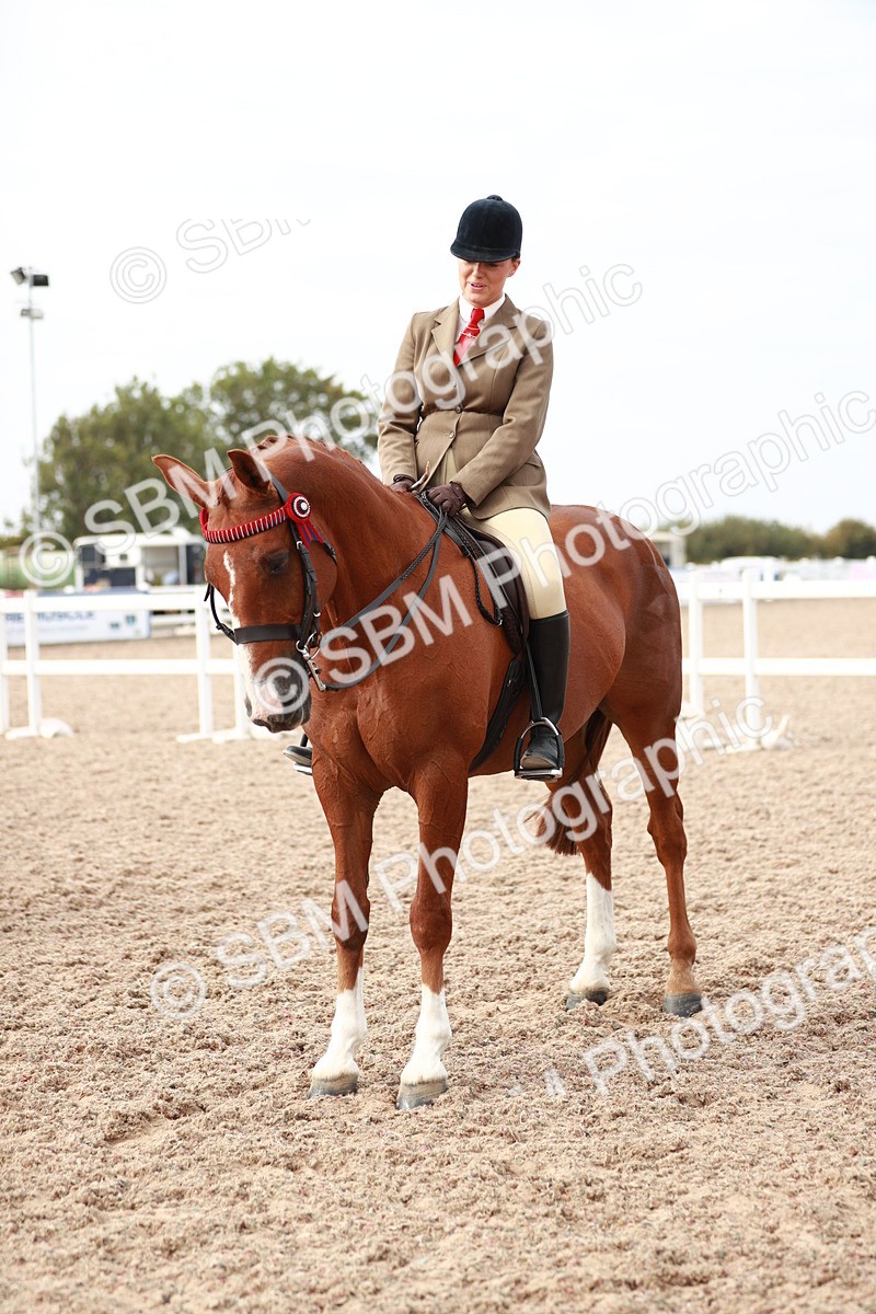 SBM_17567 - Class 215 Ridden Hack/ Riding Horse