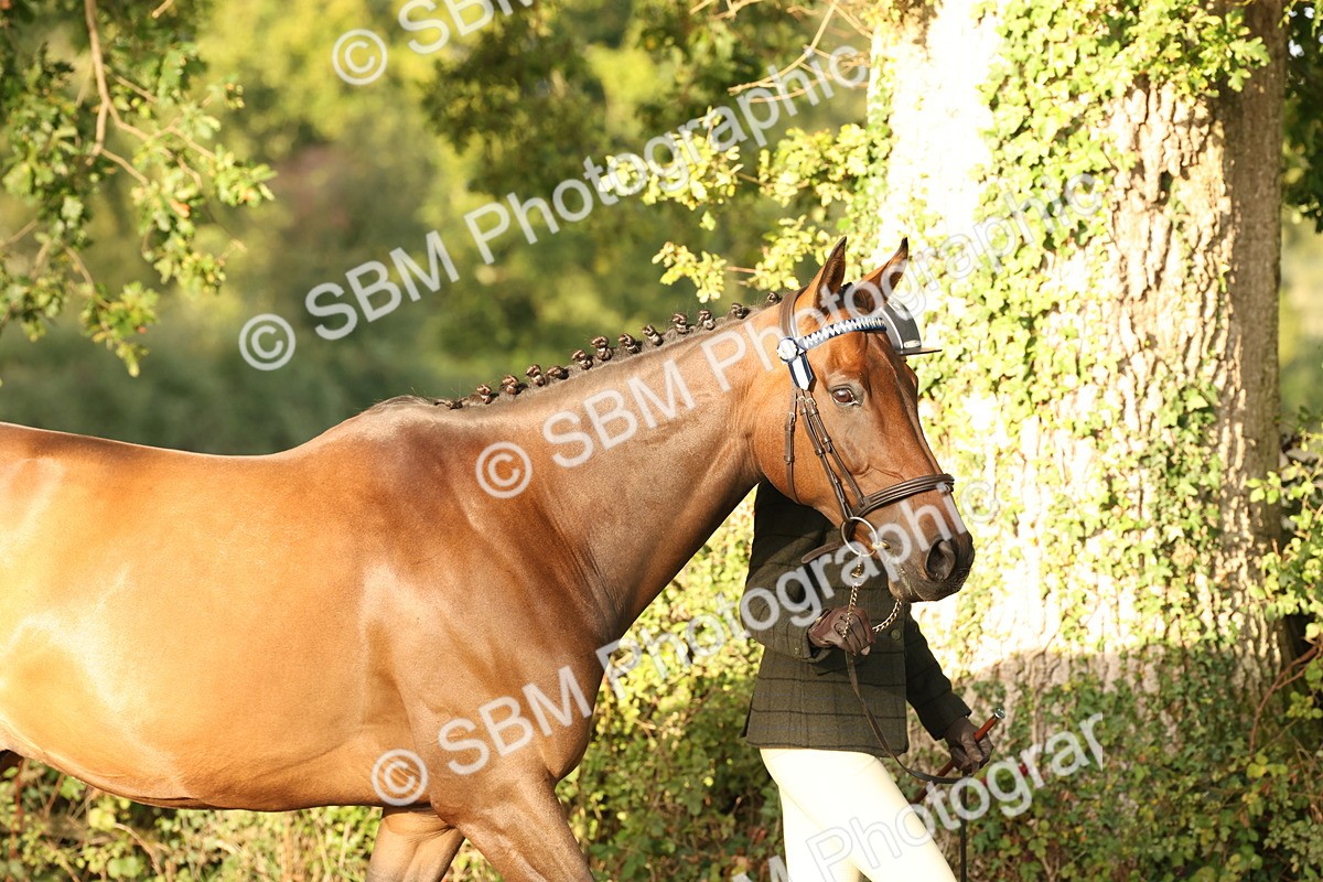 SBM_54919 - S52 - Riding Horse & Hack & thoroughbred In Hand
