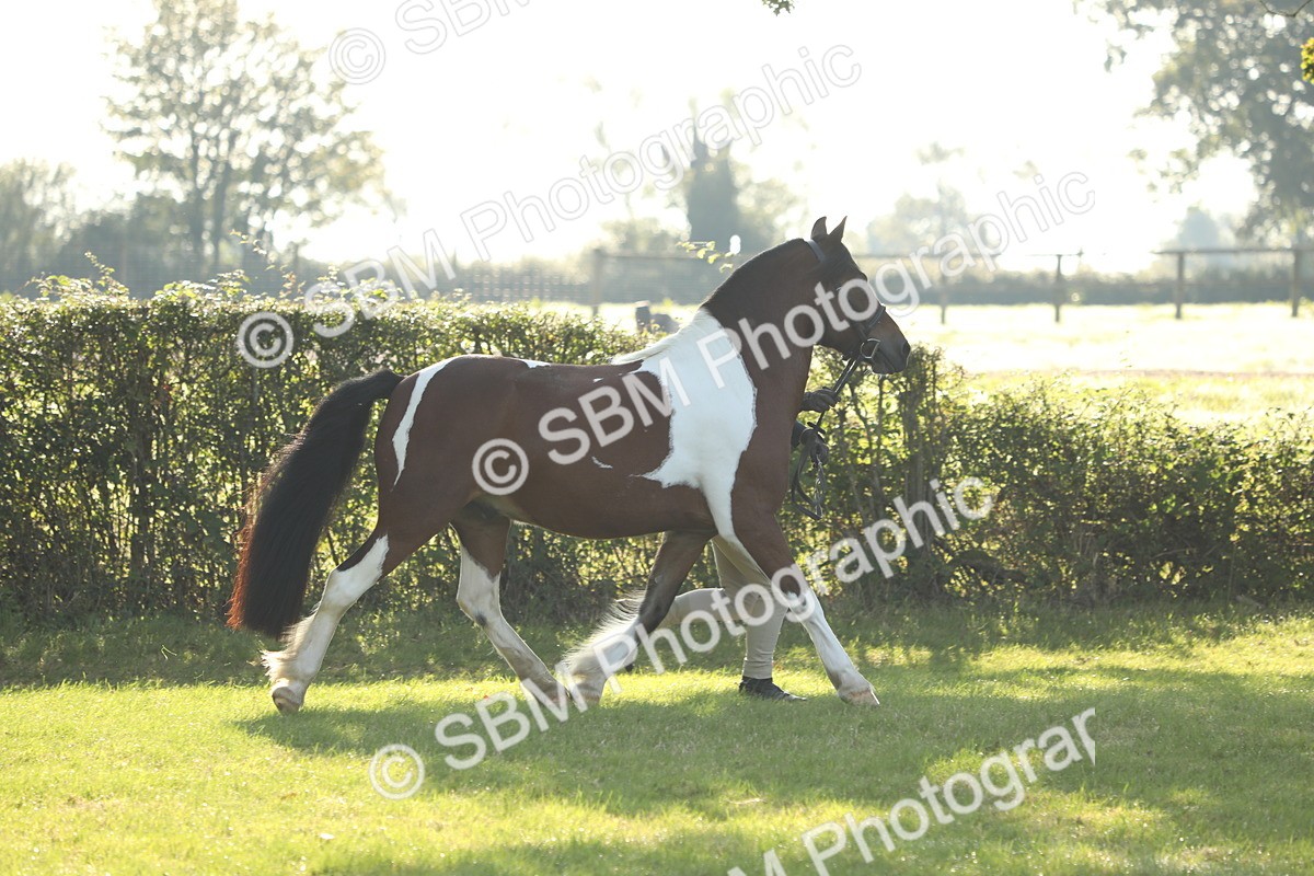 SBM_60836 - S43 - Coloured Pony In Hand