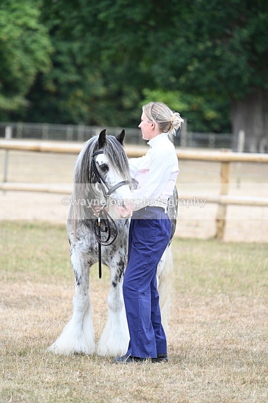 WJ7_9675 - Class 5 Most Handsome Gelding (up to 14.2hh)