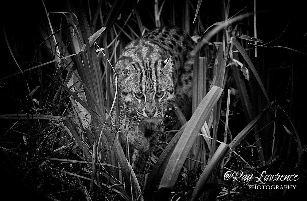 Fishing Cat_RLP0588 - Wildlife - Other