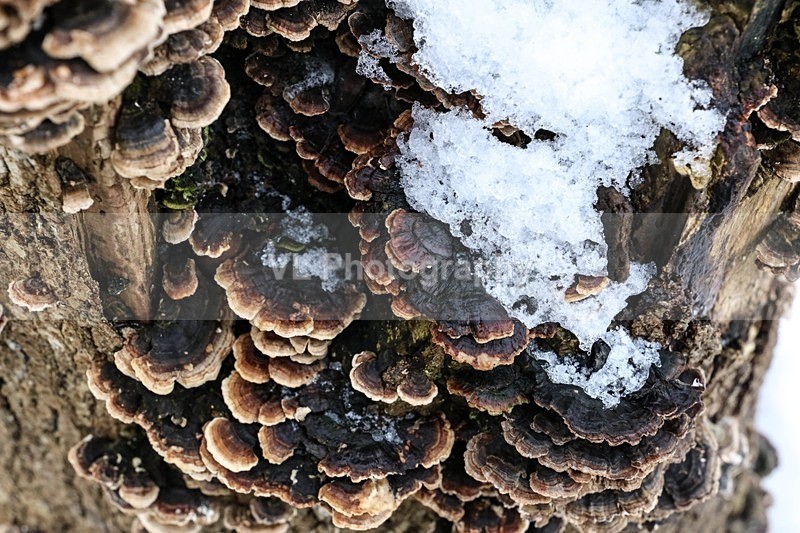 Tree Fungus - Plants and Trees