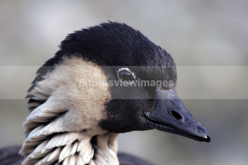Nene - Wildlife