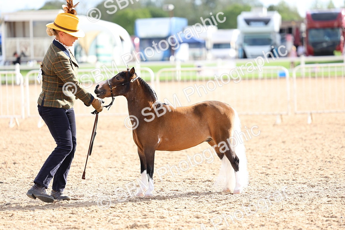 SBM_18771 - Class 317 - IH Pure Bred Horse-Pony