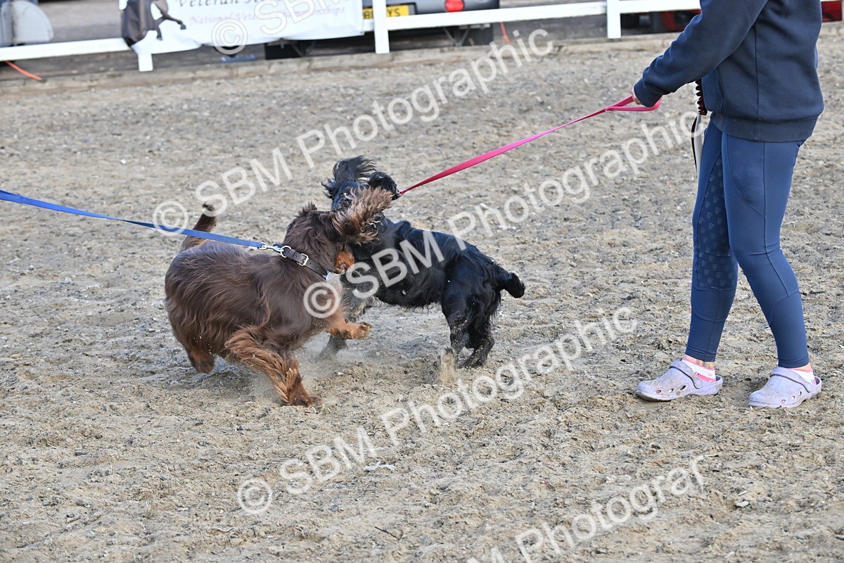 SBM_09514 - Lorry Dogs