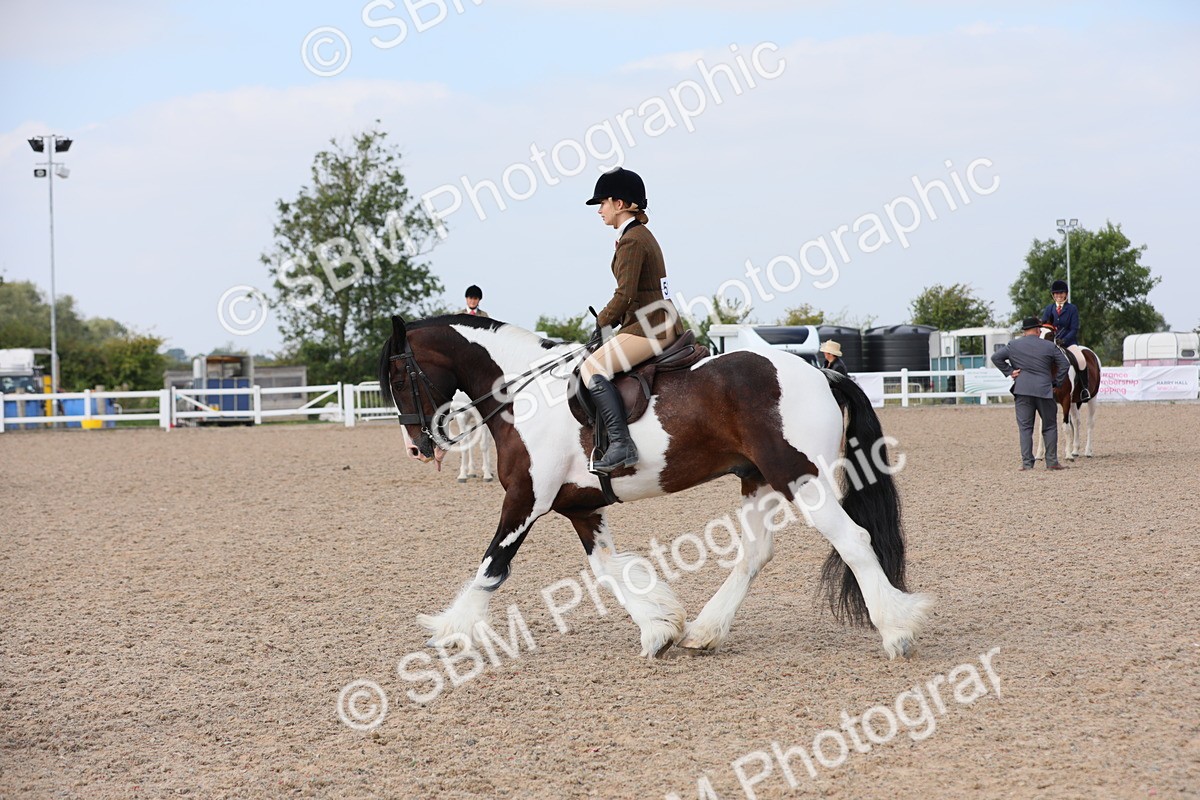 SBM_13436 - Class 308 Ridden Coloured Horse