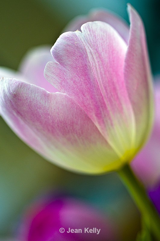 Flower - 6638 - Pink