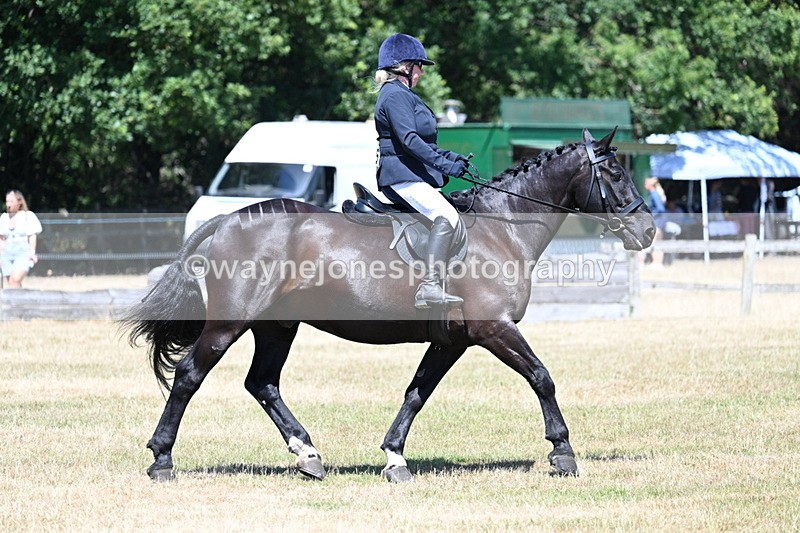 WJ7_2970 - Class 7 Riding Club Show Horse