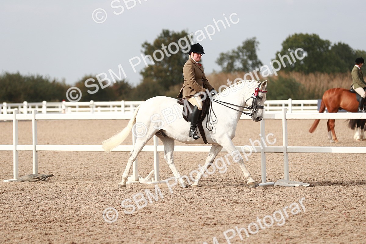 SBM_17511 - Class 215 Ridden Hack/ Riding Horse
