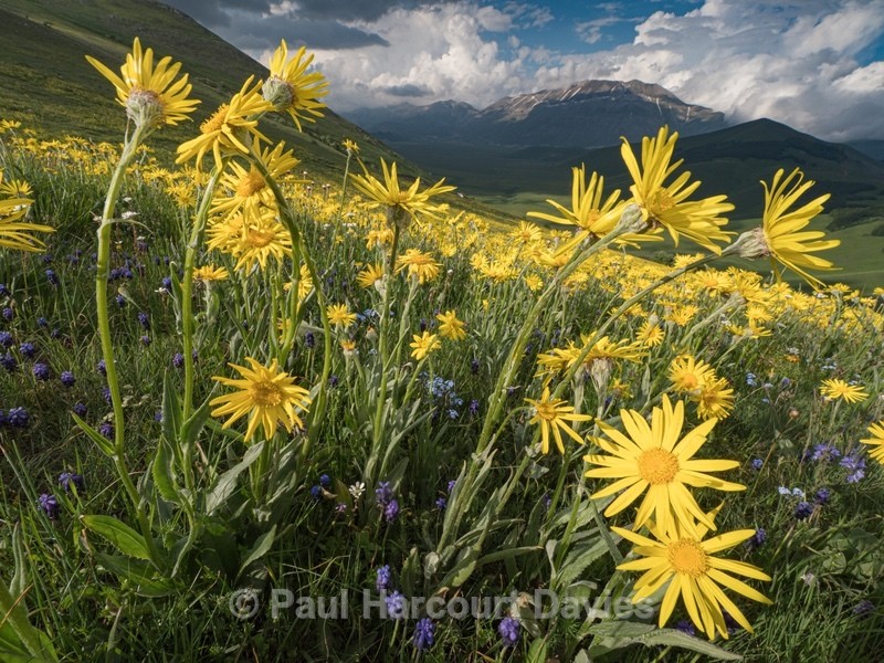 Arnica (Arnica montana) - Flowers in the Landscape - 2