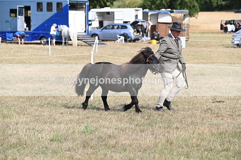 WJ6_6810 - Class 21 Shetland & Mini Horses