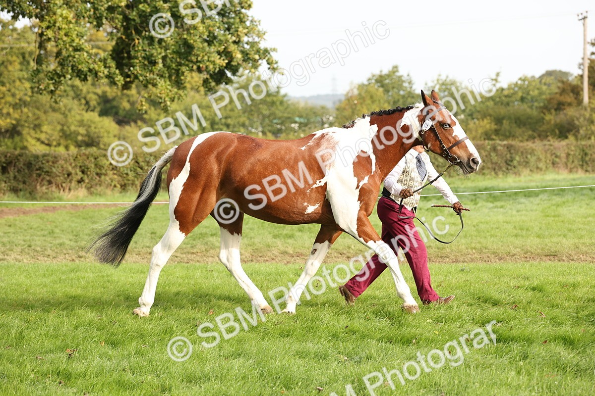 SBM_56778 - S54 - Piebald & Skewbald Horse In Hand
