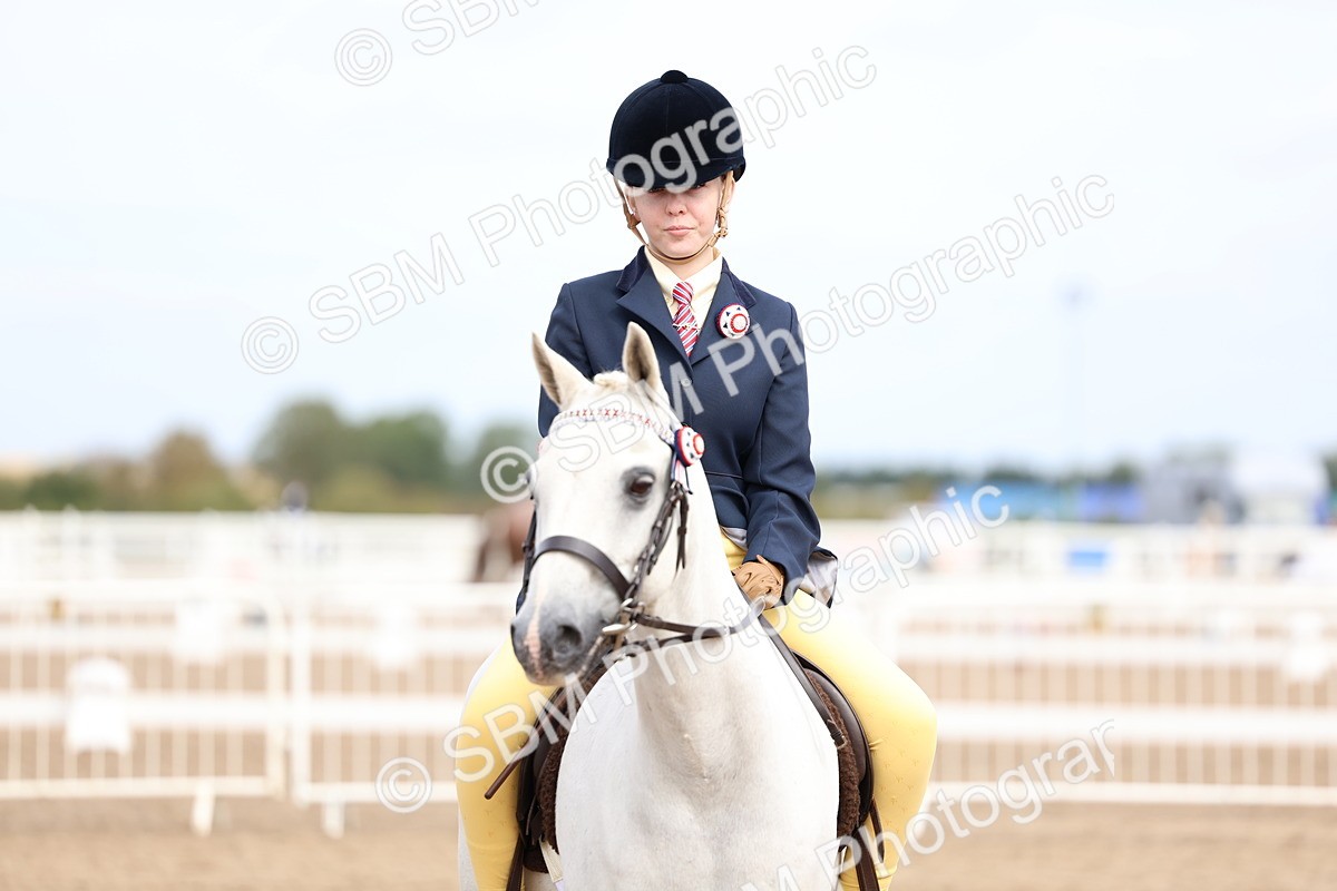SBM_01833 - Class 18 - Handsomest Gelding - IH or Ridden