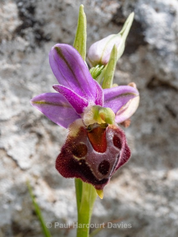 Shield Ophrys (Ophrys argolica ssp. biscutella also Ophrys biscutella or O. crabronifera ssp biscutella - Gargano - Wild Orchids