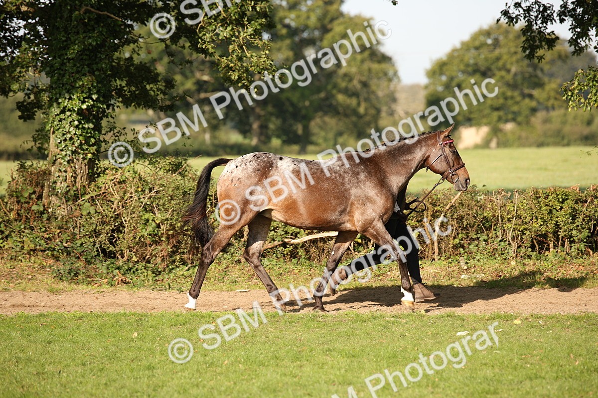 SBM_59357 - S52 - Other Coloured Horse In Hand