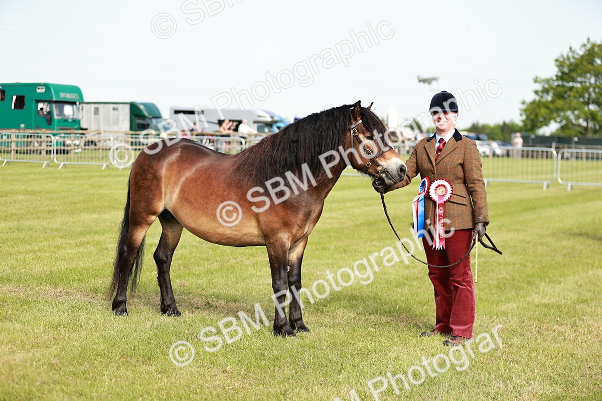 SBM_00653 - Class 14-23 - Mountain & Moorland In Hand Non Welsh