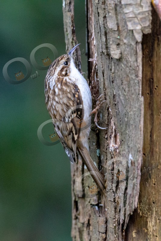tree creeper Certhia familiaris-4996 - UK birds