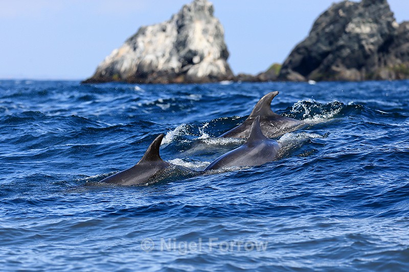 Bottlenose Dolphins surface, Chanaral Island, Chile - Dolphin