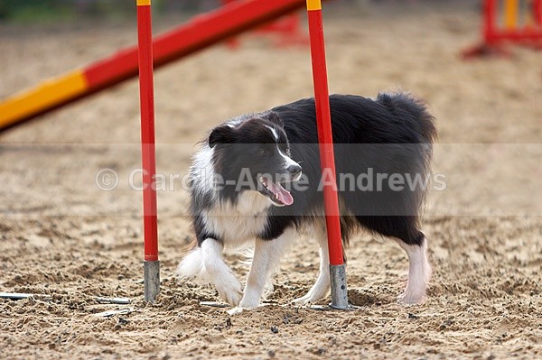  - Greenstead Green Farm Shop Animal Open Day