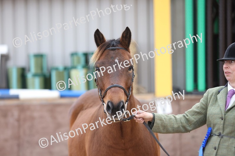 20251109-1103 - Class 29 - Geldings 4 Years and over