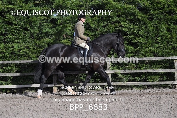 BPP_6683 - RING 1  (RIDDEN HORSES / IN HAND / VETERAN ETC)