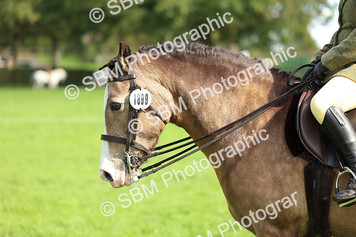 SBM_45537 - S33 - Working Hunter Pony