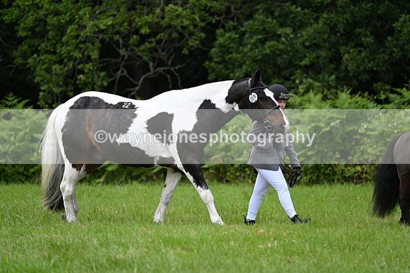 WJ7_3904 - Class 14A Handsome Gelding