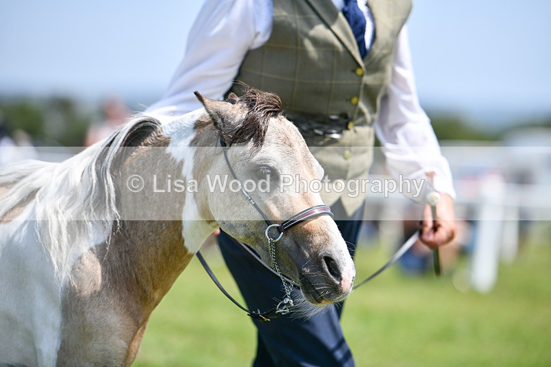 DSC_7418 - Class 62: Coloured Pony Youngstock