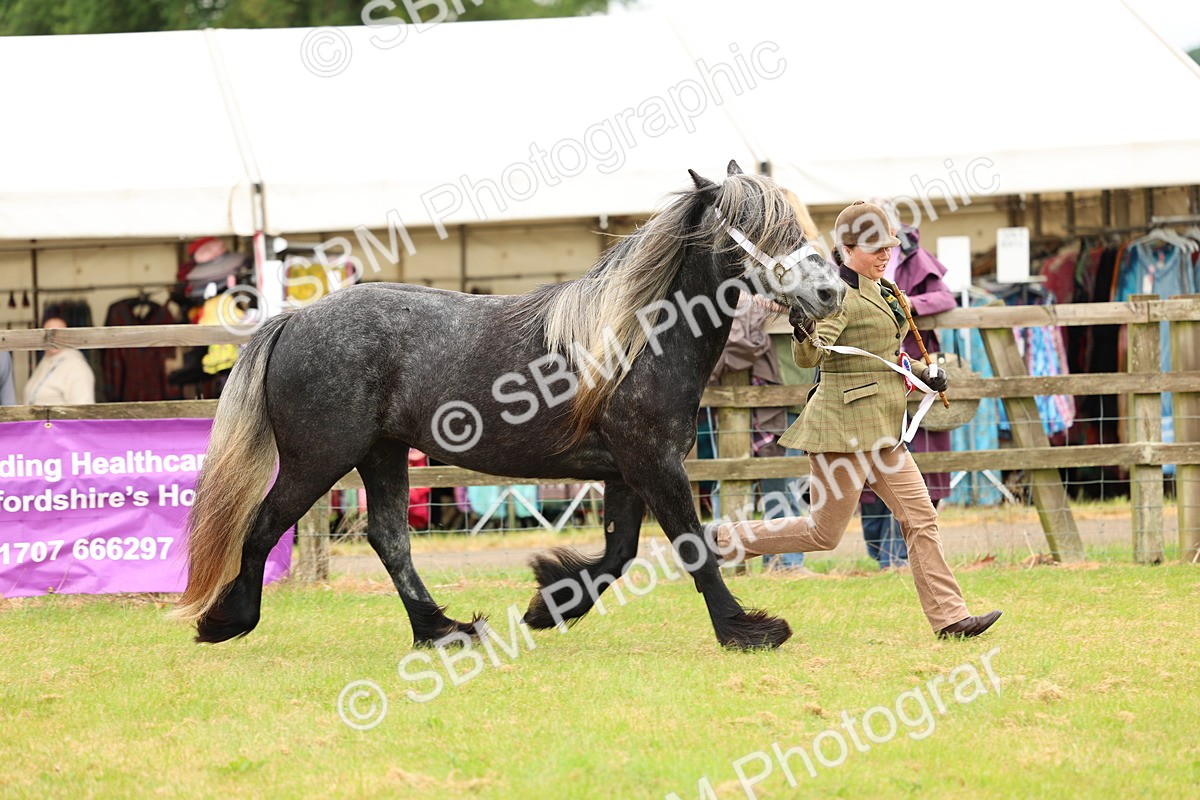 SBM_00638 - Class 58-67 - M&M Non Welsh Pony In hand