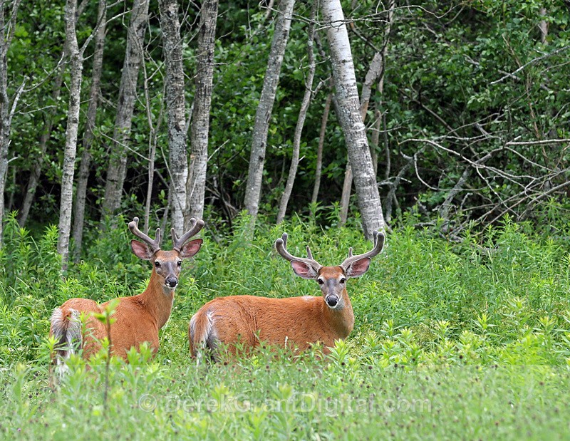 Dynamic Duo - Mammals, Reptiles & Amphibians