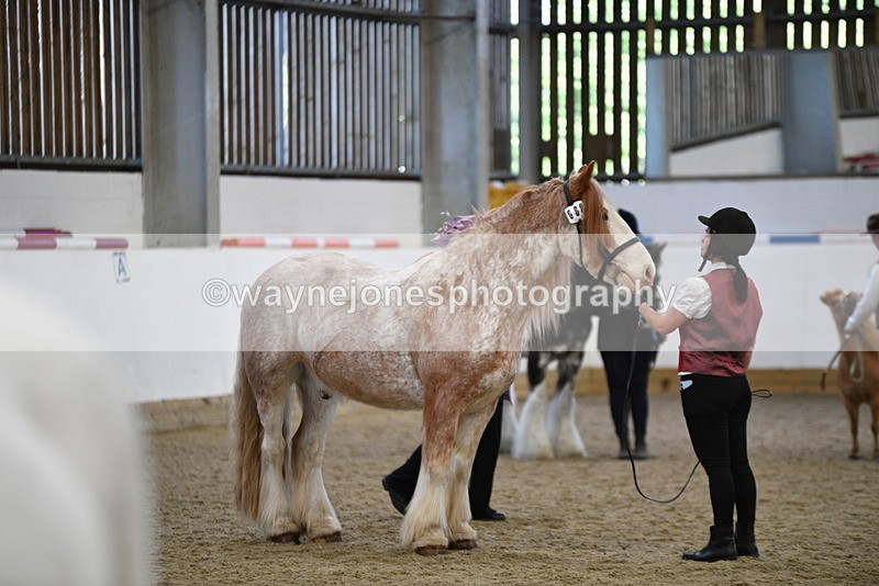 WJ5_4739 - Class 7 In hand coloured / odd coloured