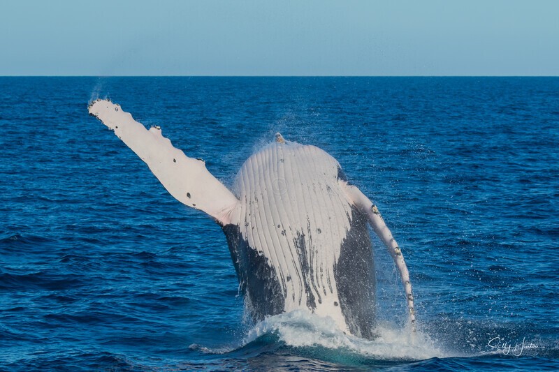 HB Breach 11. 0A3A6201 - 2025 Hervey Bay Whales