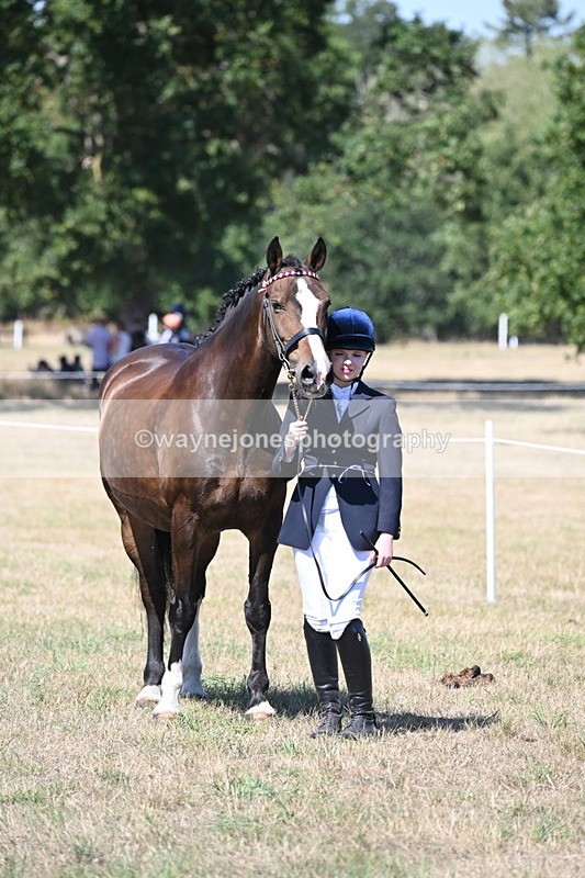 WJ6_8681 - Class 37b Best Loan Pony In-hand