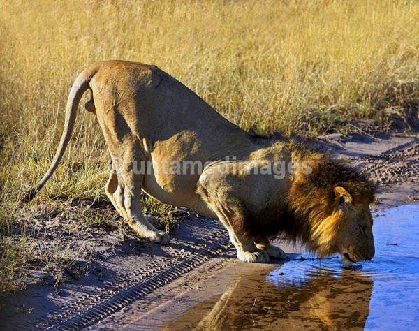 Lion drinking - Kenya